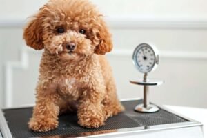 What Does a Full-Grown Mini Bernedoodle Weigh?
