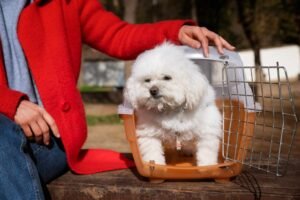 Mini Bernedoodle comes from a Bernese Mountain Dog