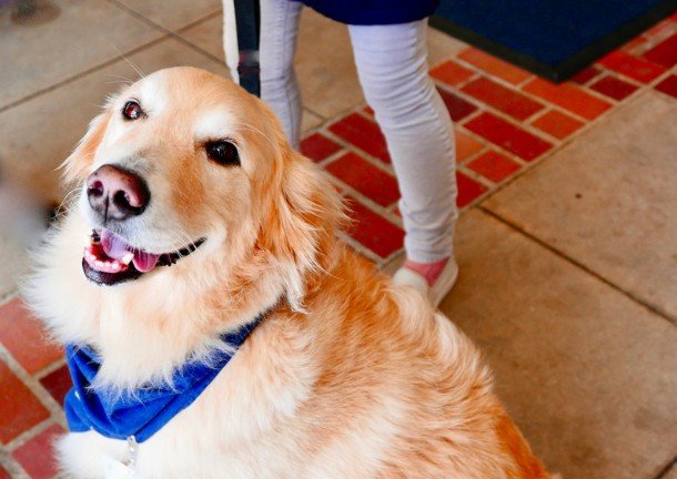 Physical Health Benefits of Pet Therapy